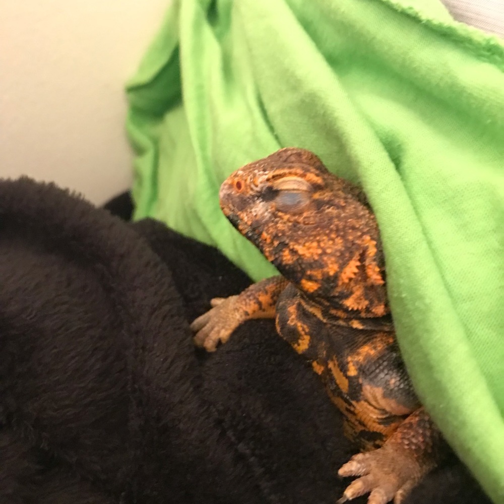 Meet your Posher, Koen